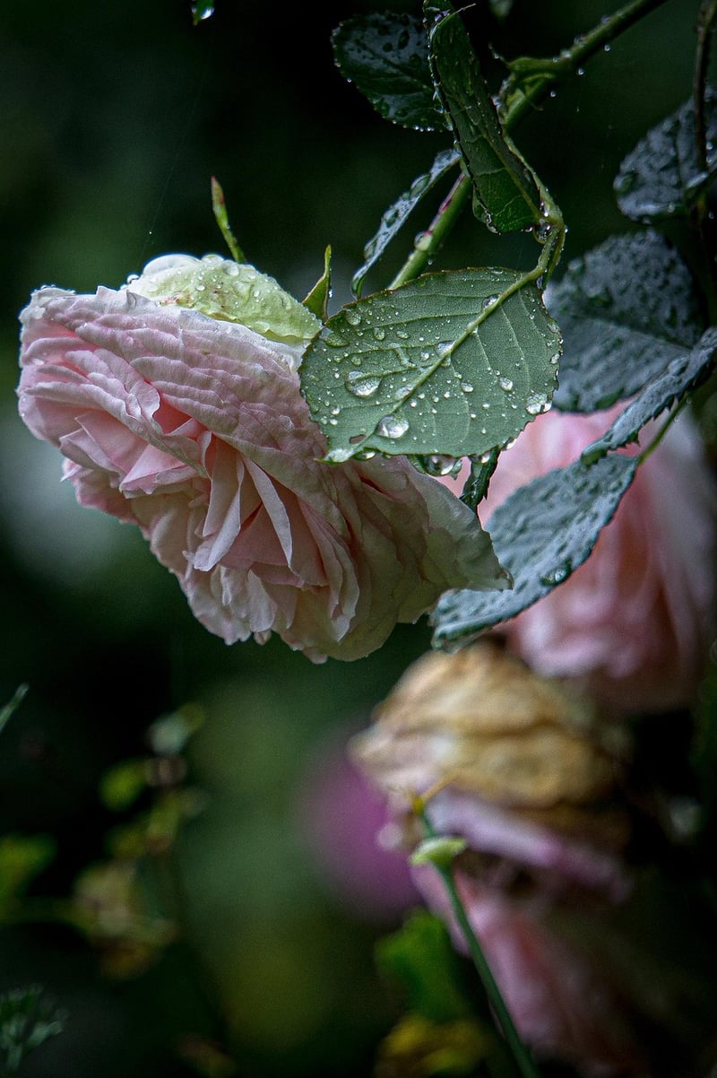 Intimate Garden Settings